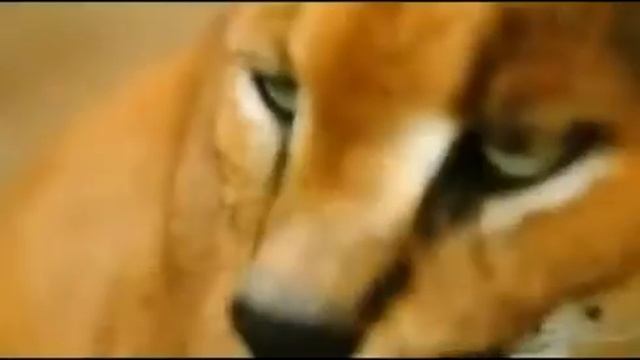 Каракал на охоте