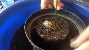 Маньчжурский орех | Выращивание | Перевалка месячного сеянца