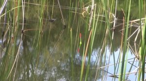 ЛИНЬ на ПОПЛАВОК на ЛЕСНОМ ОЗЕРЕ, Кайфовая рыбалка на линя, ЛИНЬ