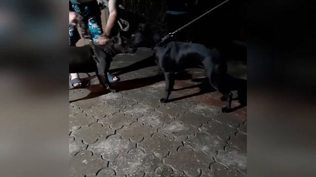 ПИТБУЛИ БОИ !!!Черный Питбуль против голубого путбуля !!!Пантера 6 месяцев щенок красивый 2021 смотреть онлайн