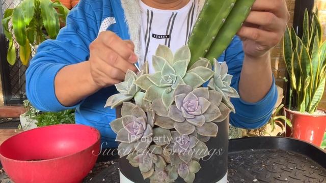 Unique Style Graptopetalum Arrangement смотреть онлайн