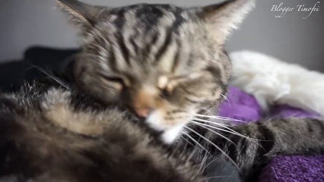 АСМР/ кот вылизывает себя; ASMR/ cat grooming смотреть онлайн