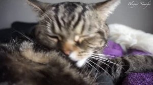 АСМР/ кот вылизывает себя; ASMR/ cat grooming
