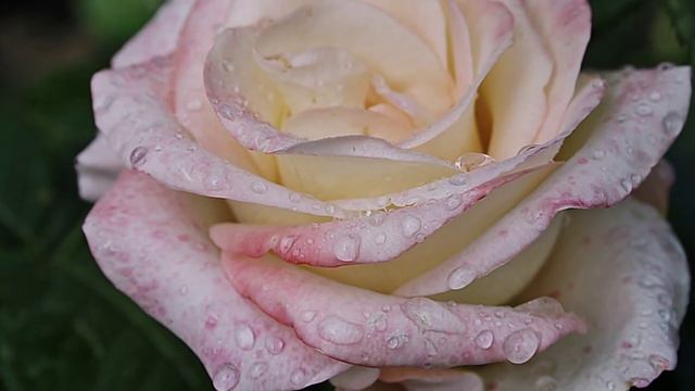 Что видят цветы... смотреть онлайн