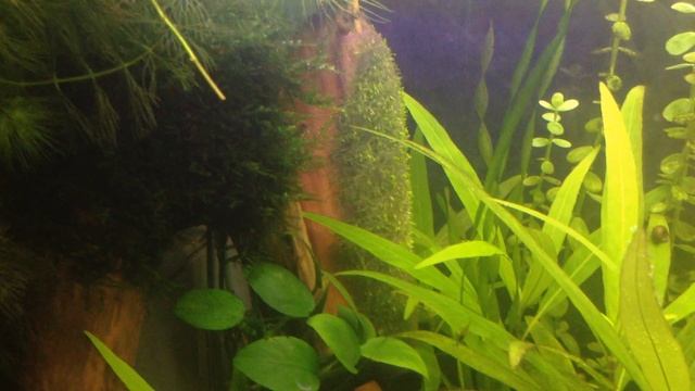 Радикальные меры в борьбе с Диатомовыми водорослями смотреть онлайн