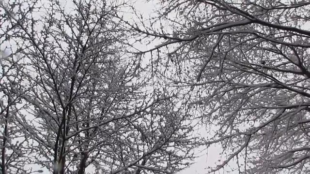 Sladja Curic *Читает(Govori) Стихи(Stihove)*С.Есенина **Берёза** ~ смотреть онлайн