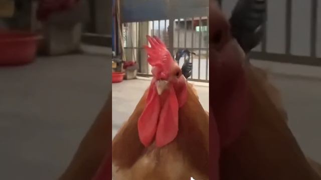What an amazing rooster like a handsome boy! смотреть онлайн