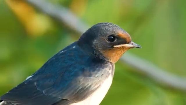 Ультра расслабляющая музыка чтобы успокоить разум, перестать думать ?музыка для сна, души и тела #8 смотреть онлайн