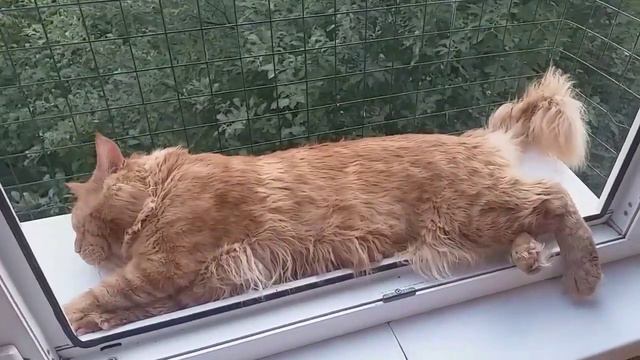 Кот Джокер,Мейн кун. Тигра на отдыхе. смотреть онлайн