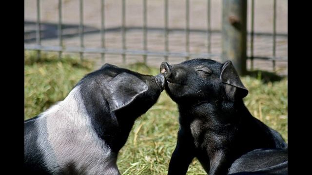 TOP 10 Animais Mais Inteligentes do Mundo смотреть онлайн