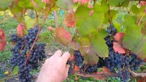 Технічний сорт Голубок