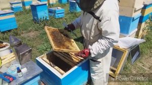 Надёжный и простой способ усилить семью пойманным роем.