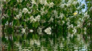 ПЕСНЯ ИЗ сериала --  ЦВЕТ ЧЕРЕМУХИ