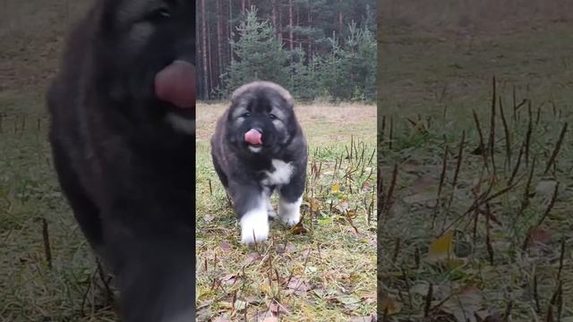 Кавказ Богатыри ВелимРианна смотреть онлайн
