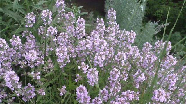 Красивая природа Водопад и горы смотреть онлайн