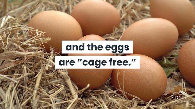 Quick Pick Newsletter: Feral Chickens смотреть онлайн