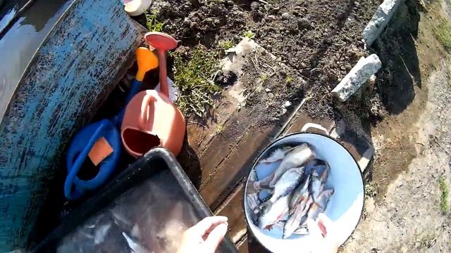 После УДАЧНОЙ РЫБАЛКИ НА ПАУК, прибераю рыбку!!! Советую посмотреть! смотреть онлайн