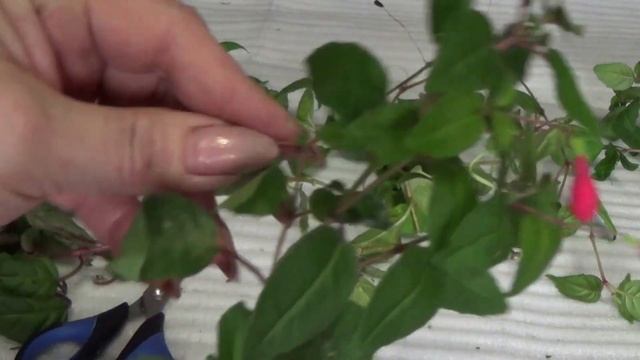 ФУКСИЯ УХОД В ДОМАШНИХ УСЛОВИЯХ: ЧЕРЕНКОВАНИЕ смотреть онлайн