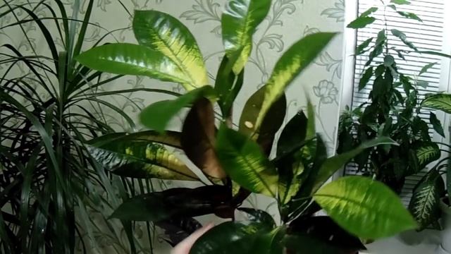 Комнатные цветы Обзор комнатных растений. смотреть онлайн