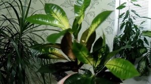 Комнатные цветы  Обзор комнатных растений.