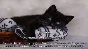 Клички для котов мальчиков