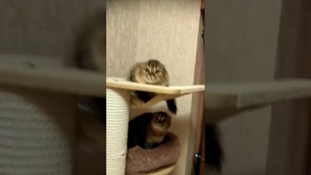 Красавчик хайленд фолд Герцог ? смотреть онлайн