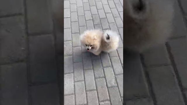 Шпицы померанские белые и крем-соболь смотреть онлайн