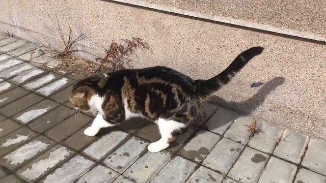 Скоттиш - фолд. Лева, хрюкающий кот смотреть онлайн