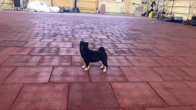 Дочка Пепы стоит смотреть онлайн