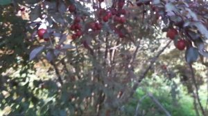 Как растёт АЛЫЧА.