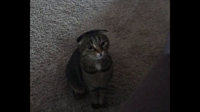 Тильда какбе проверяет новую локацию, прежде чем туда залезть смотреть онлайн