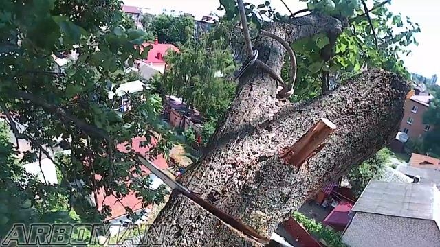 Удаление большого вяза возле частного дома Dreamtale - Firestorm