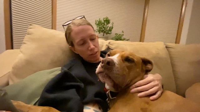 King Charles Big Baby PitBull Mastiff Wants Hugs Or He’ll Pout! #doglovers #dogs #funnydogs #pitbul