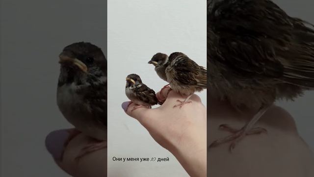 Птенцы воробья | Нам 10 дней смотреть онлайн