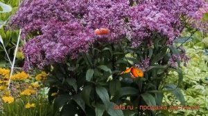 Посконник пятнистый Беби Джо ? обзор: как сажать, рассада, саженцы посконника Беби Джо