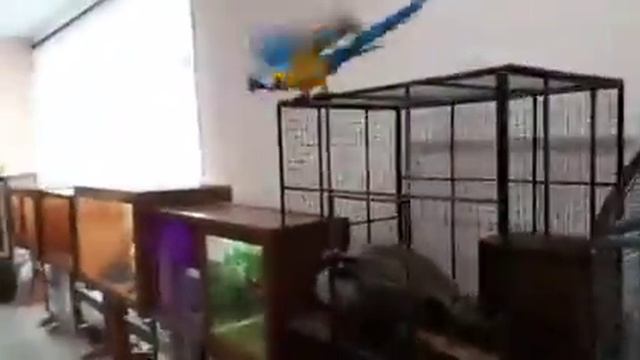 Ара - птица высокого полёта) смотреть онлайн