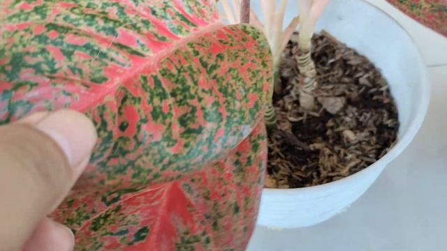 PERBEDAAN ANTARA AGLAONEMA RED STARDUST DENGAN RED TWINKLE - TANAMAN HIAS AGLAONEMA HARGA MURAH