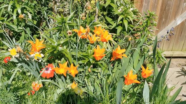 Lily flowered Tulip " Ballerina" - elegant addition to the garden смотреть онлайн