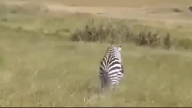 Zebra Kawin | Zebra Mating | Animal Mating