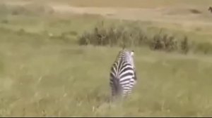 Zebra Kawin | Zebra Mating | Animal Mating