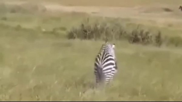 Zebra Kawin | Zebra Mating | Animal Mating