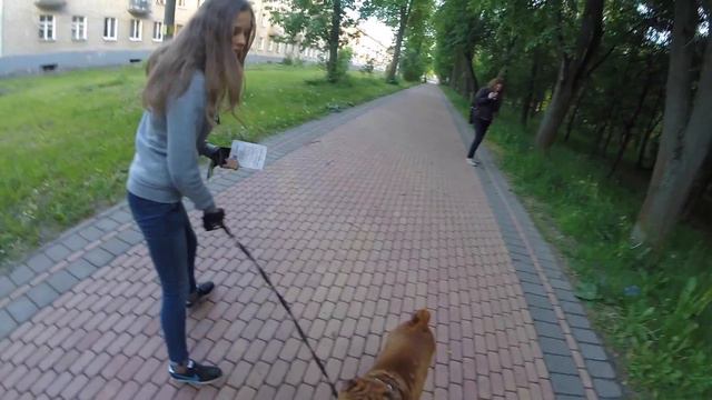 Эксперимент: регбист заставляет минчан убирать за своими собаками смотреть онлайн