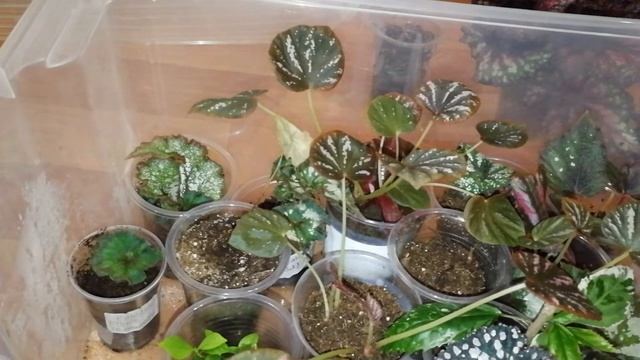 мой вывод о групповой посадки бегоний смотреть онлайн