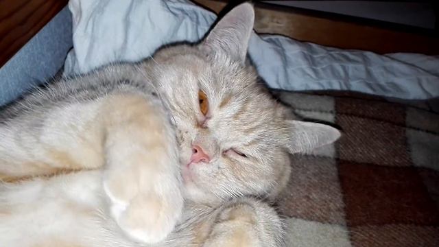 Кошка разговаривает :)