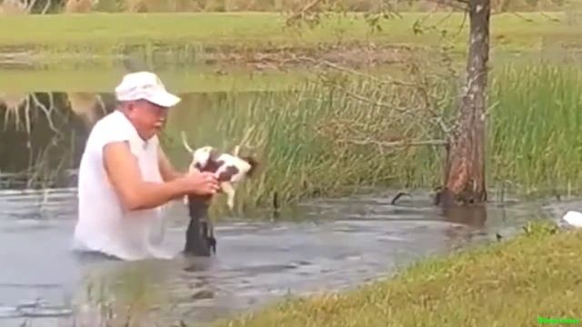 Мужчина вытащил щенка из пасти аллигатора! смотреть онлайн