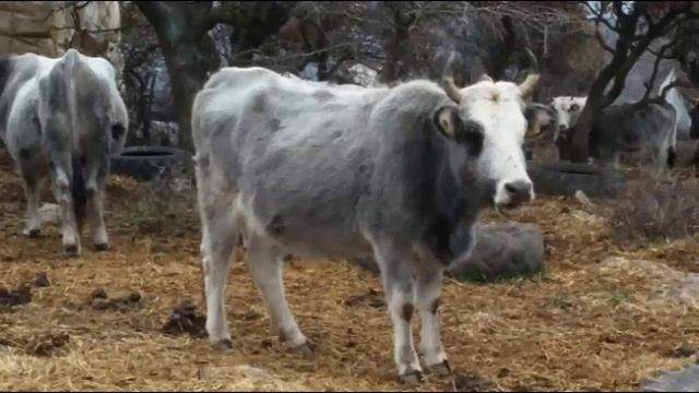 We Will Look At The Cattle Breeds Indigenous Found In Turkey Gray Race