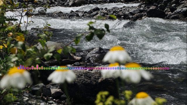 ПИРДАУЗ ГАДЖИМАГОМЕДОВА - ДИЛА МАРТИ ДИГАЙ смотреть онлайн