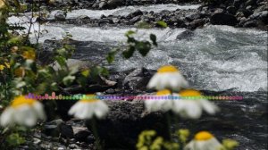 ПИРДАУЗ ГАДЖИМАГОМЕДОВА - ДИЛА МАРТИ ДИГАЙ