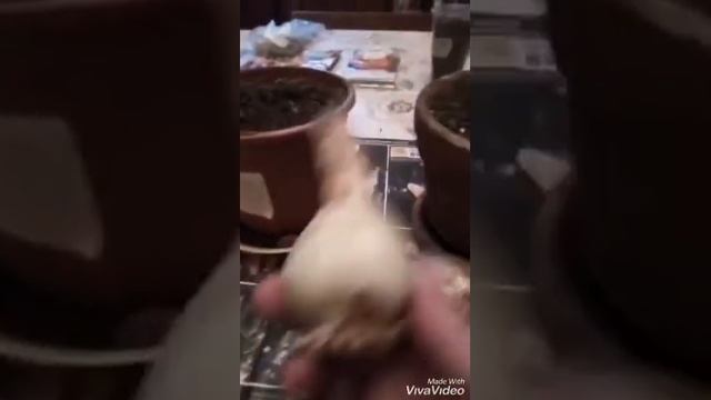 Сажаю лаванду после стратификации. Высаживаю луковицы гипераструма. смотреть онлайн