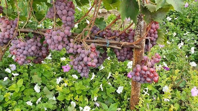 Ринковий та Пам'яті Негруля 2022 смотреть онлайн